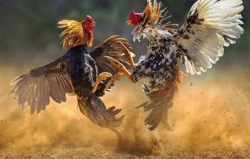 chọi gà cựa dao WIN88